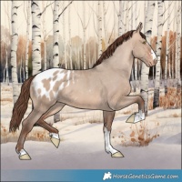Horse Color:Amber Champagne Dun Appaloosa