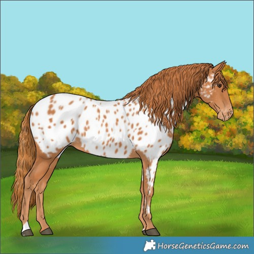 Horse Color:Chestnut Appaloosa 