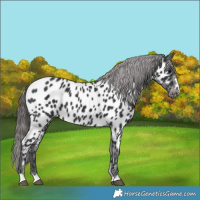 Horse Color:Black Appaloosa 