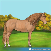 Horse Color:Chestnut Varnish