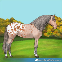 Horse Color:Bay Appaloosa 