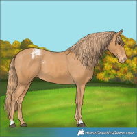 Horse Color:Chestnut Appaloosa