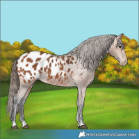 Horse Color:Bay Appaloosa 