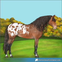 Horse Color:Bay Appaloosa 