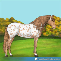 Horse Color:Chestnut Near Leopard 