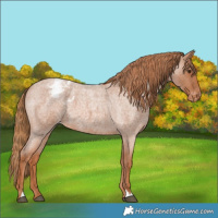 Horse Color:Red Roan Varnish 
