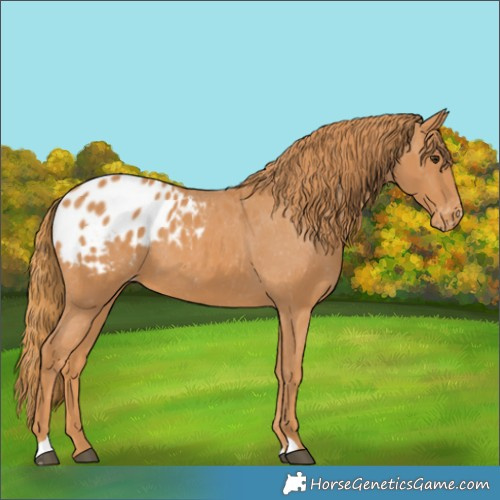 Horse Color:Chestnut Appaloosa