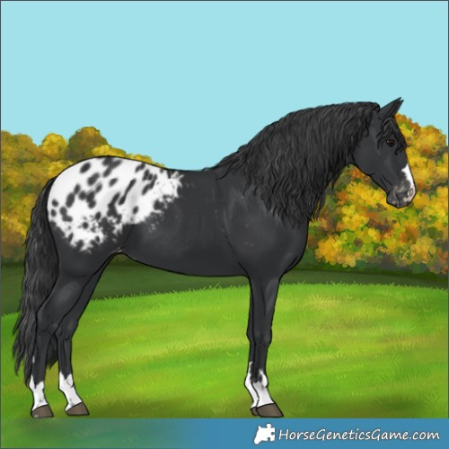 Horse Color:Black Appaloosa 