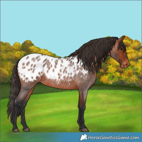 Horse Color:Bay Roan Appaloosa