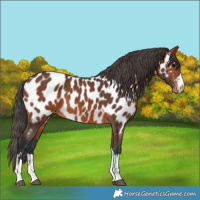 Horse Color:Bay Near Leopard
