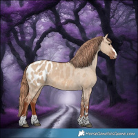 Horse Color:Red Dun Appaloosa