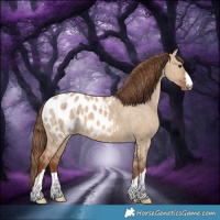Horse Color:Red Dun Appaloosa 