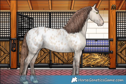 Horse Color:Amber Champagne Dun Appaloosa 