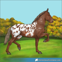 Horse Color:Chestnut Appaloosa 