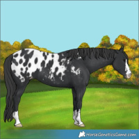 Horse Color:Black Appaloosa 