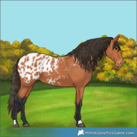 Horse Color:Bay Appaloosa