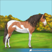 Horse Color:Bay Tobiano Frame Appaloosa