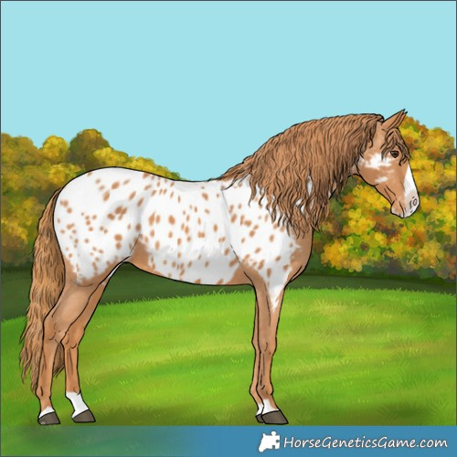 Horse Color:Chestnut Splash Appaloosa 