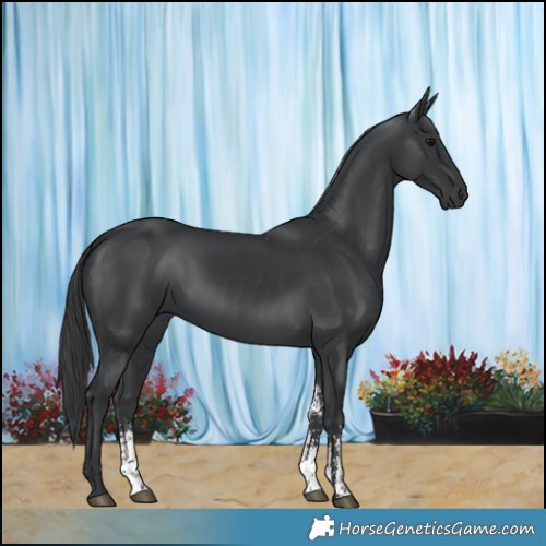 Horse Color:Black Sabino 