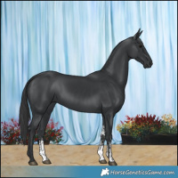 Horse Color:Black Sabino