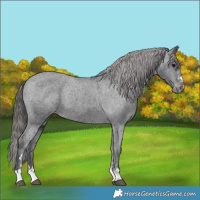 Horse Color:Black Appaloosa 
