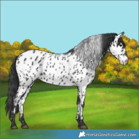 Horse Color:Black Appaloosa 