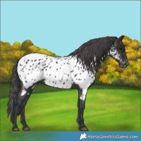 Horse Color:Black Near Leopard 