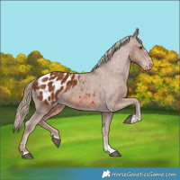 Horse Color:Chestnut Appaloosa 
