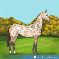 Horse Color:Buckskin Ice 