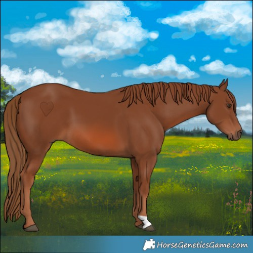 Horse Color:Chestnut 