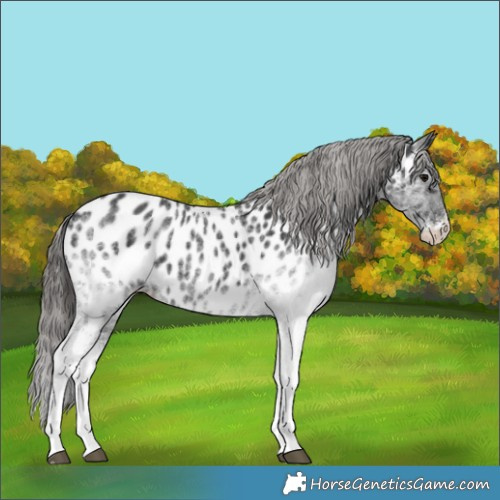 Horse Color:White Spotted Black Appaloosa 