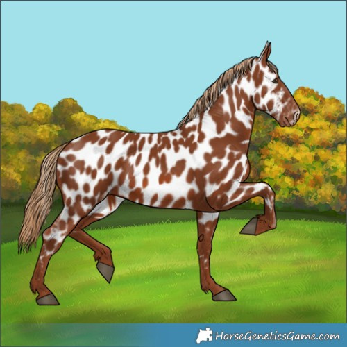Horse Color:Chestnut Appaloosa