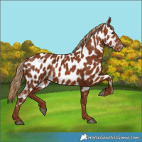 Horse Color:Chestnut Appaloosa 
