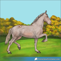 Horse Color:Chestnut Appaloosa 