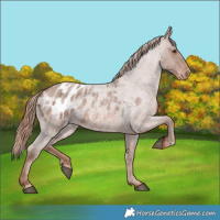 Horse Color:Red Roan Appaloosa 