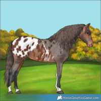 Horse Color:Bay Tobiano Blanket