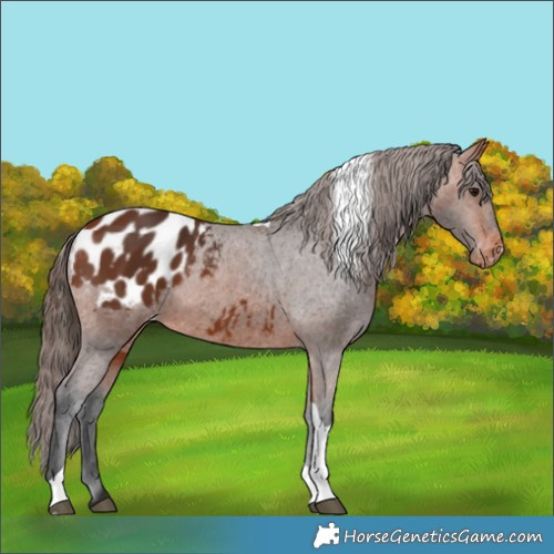 Horse Color:Bay Tobiano Appaloosa 