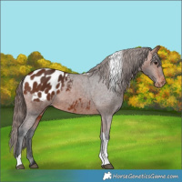 Horse Color:Bay Tobiano Appaloosa 