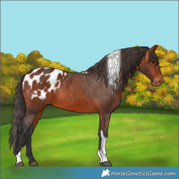 Horse Color:Bay Tobiano Appaloosa