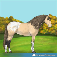 Horse Color:Buckskin Tobiano Blanket 