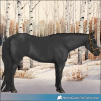 Horse Color:Black 