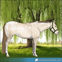 Horse Color:White Spotted Buckskin Pearl Dun Rabicano 