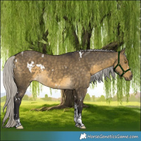 Horse Color:White Spotted Silver Buckskin Dun Tobiano Rabicano