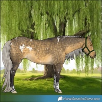 Horse Color:White Spotted Silver Buckskin Dun Tobiano Rabicano