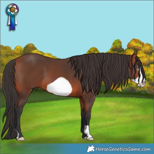 Horse Color:Bay Frame 