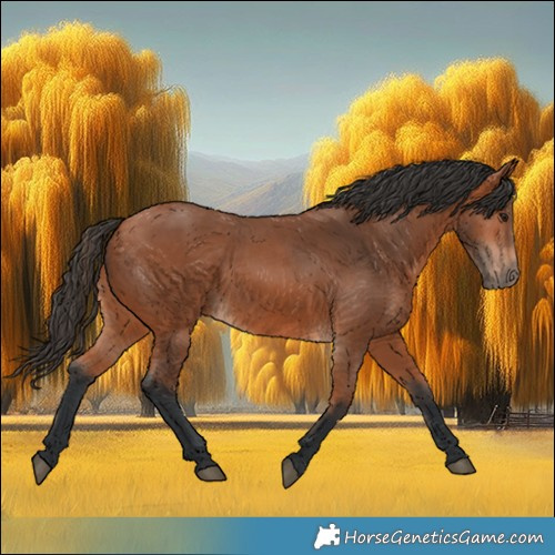Horse Color:Bay 
