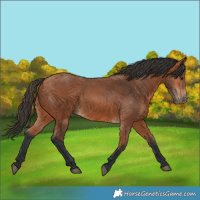 Horse Color:Bay 