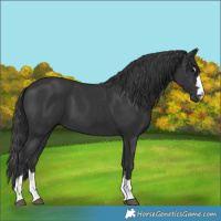 Horse Color:Black 