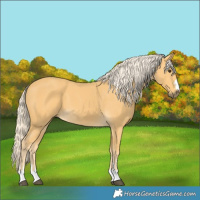 Horse Color:Palomino 