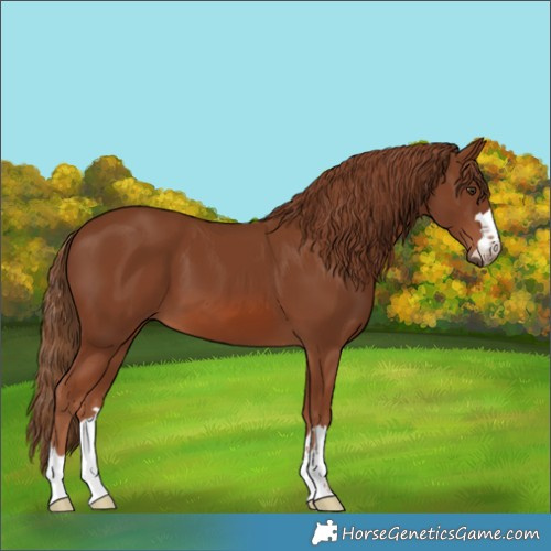Horse Color:Chestnut 